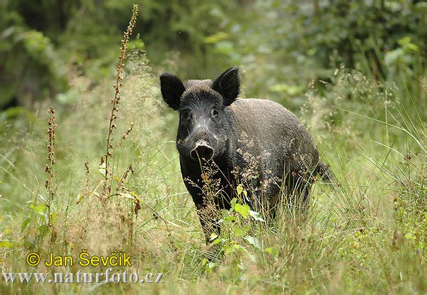prase-divoke--sus-scrofa-prase-divoke-1.jpg